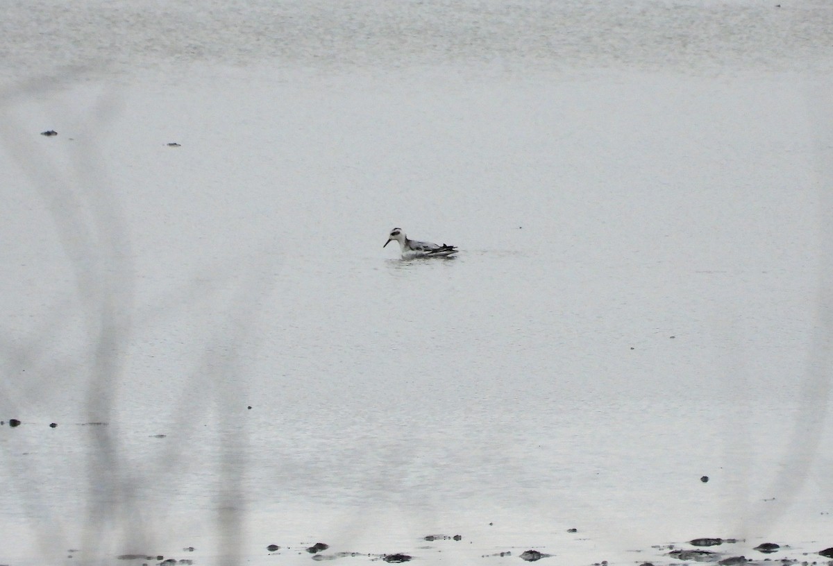 Phalarope à bec large - ML382505221