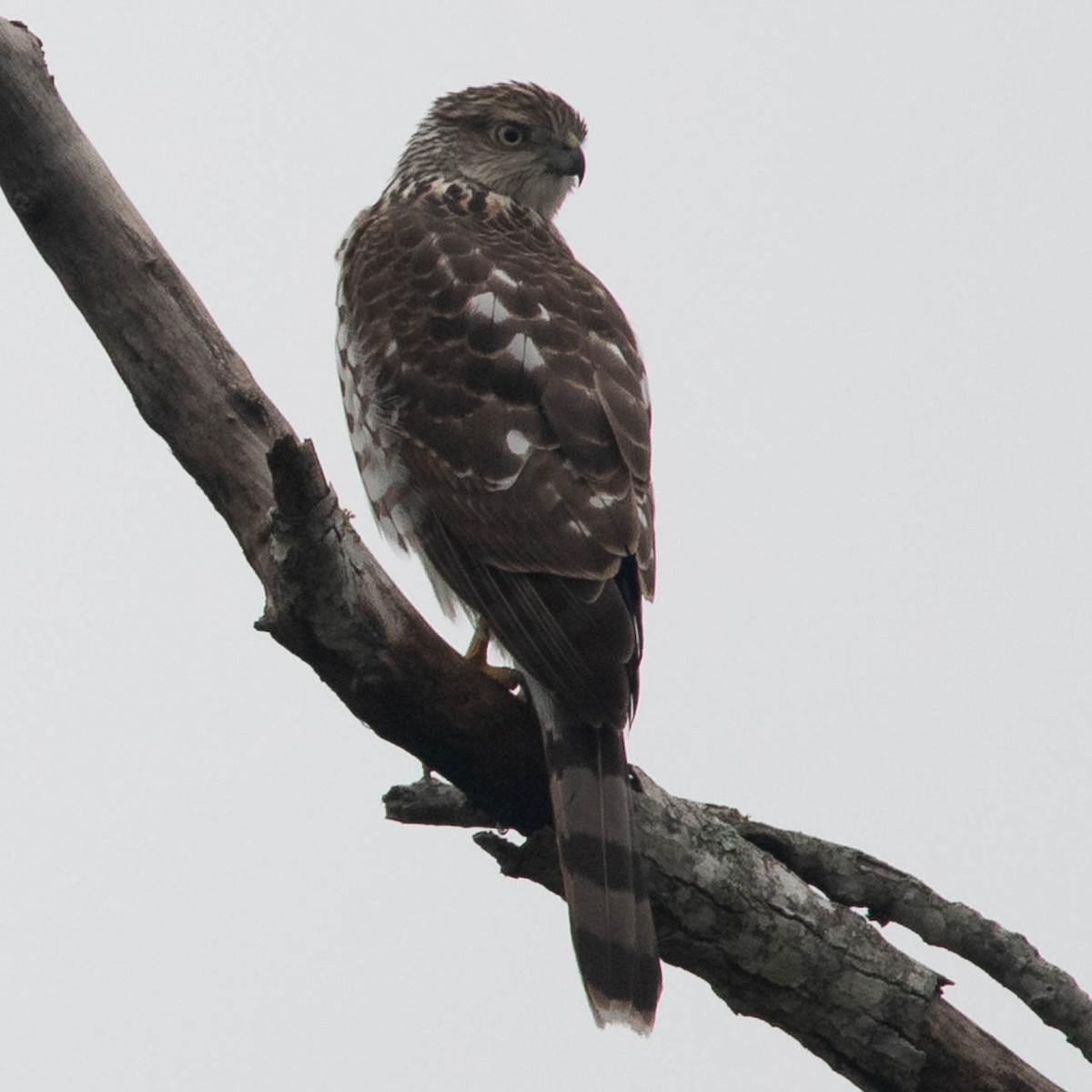 Cooper's Hawk - Matt Estes