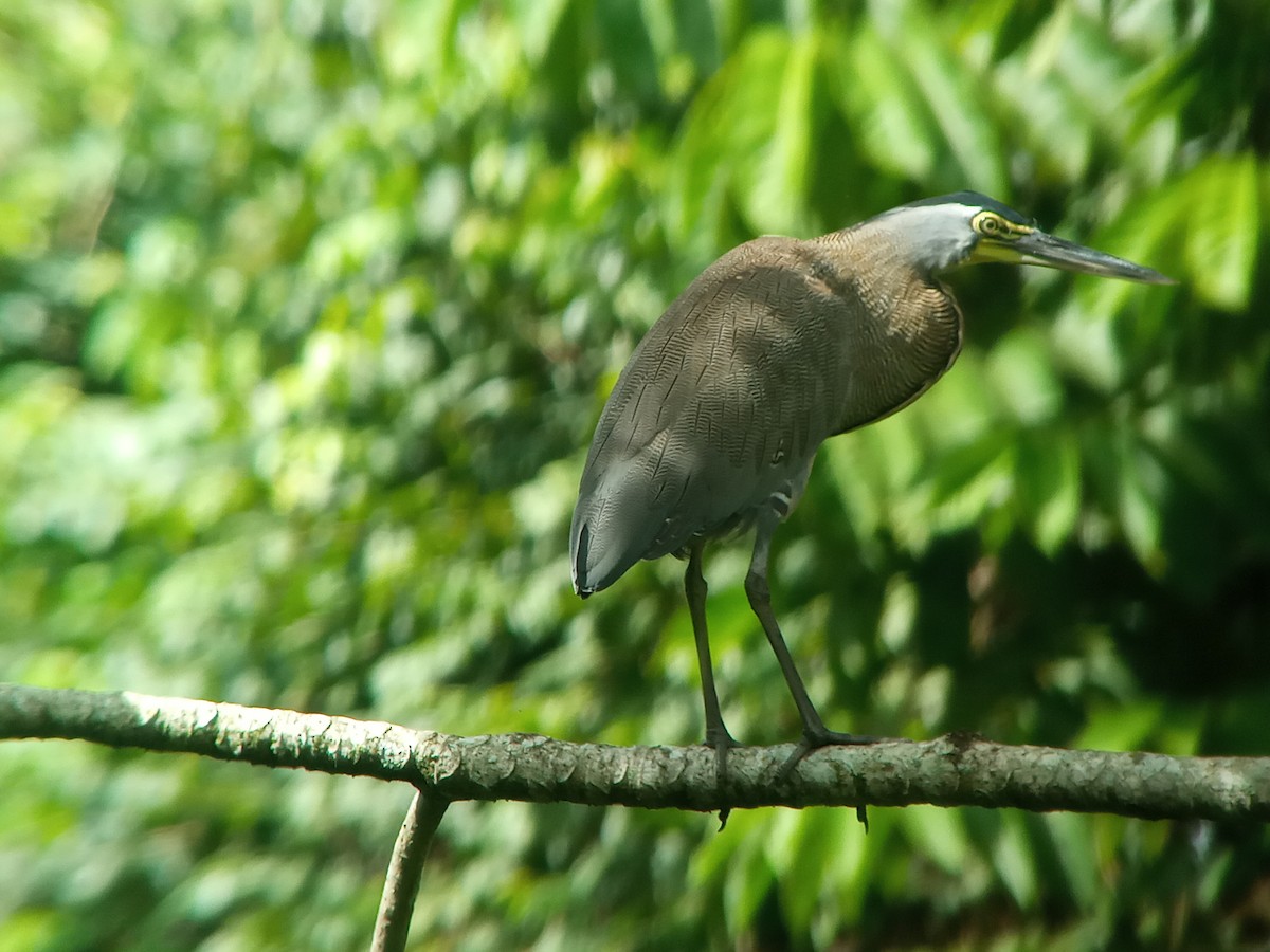 Bare-throated Tiger-Heron - ML382505851