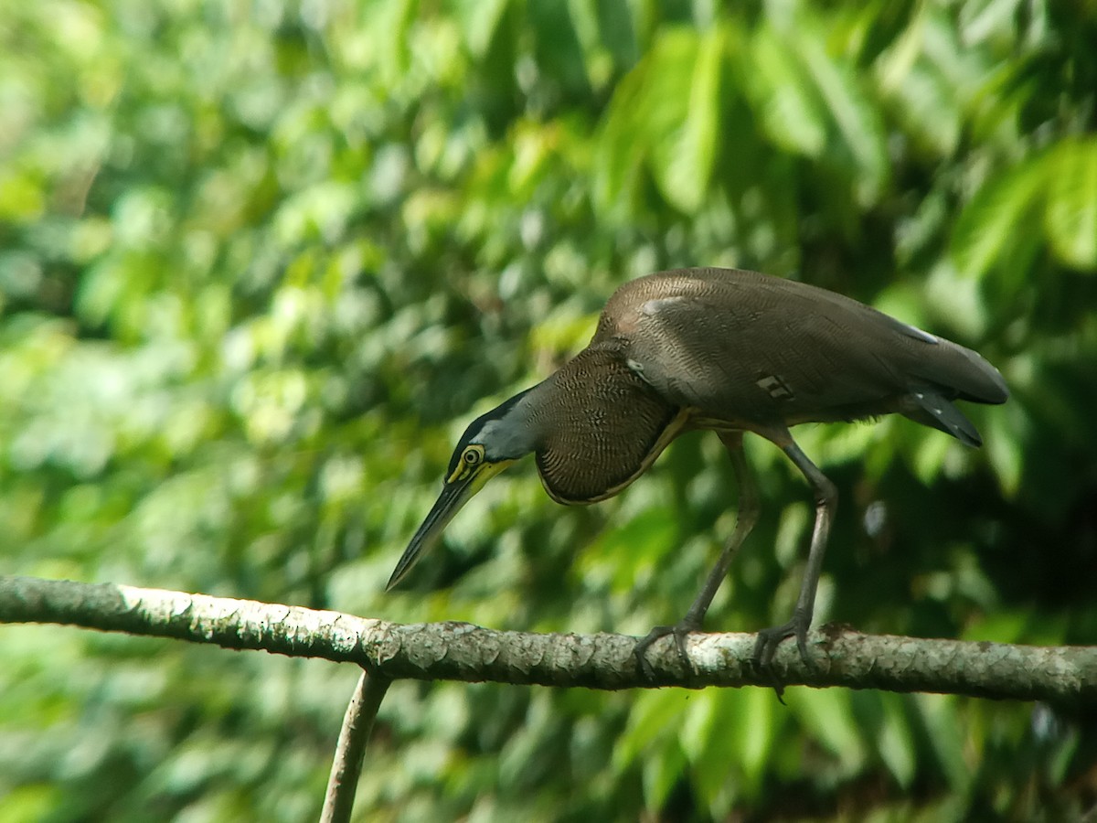 Bare-throated Tiger-Heron - ML382506411