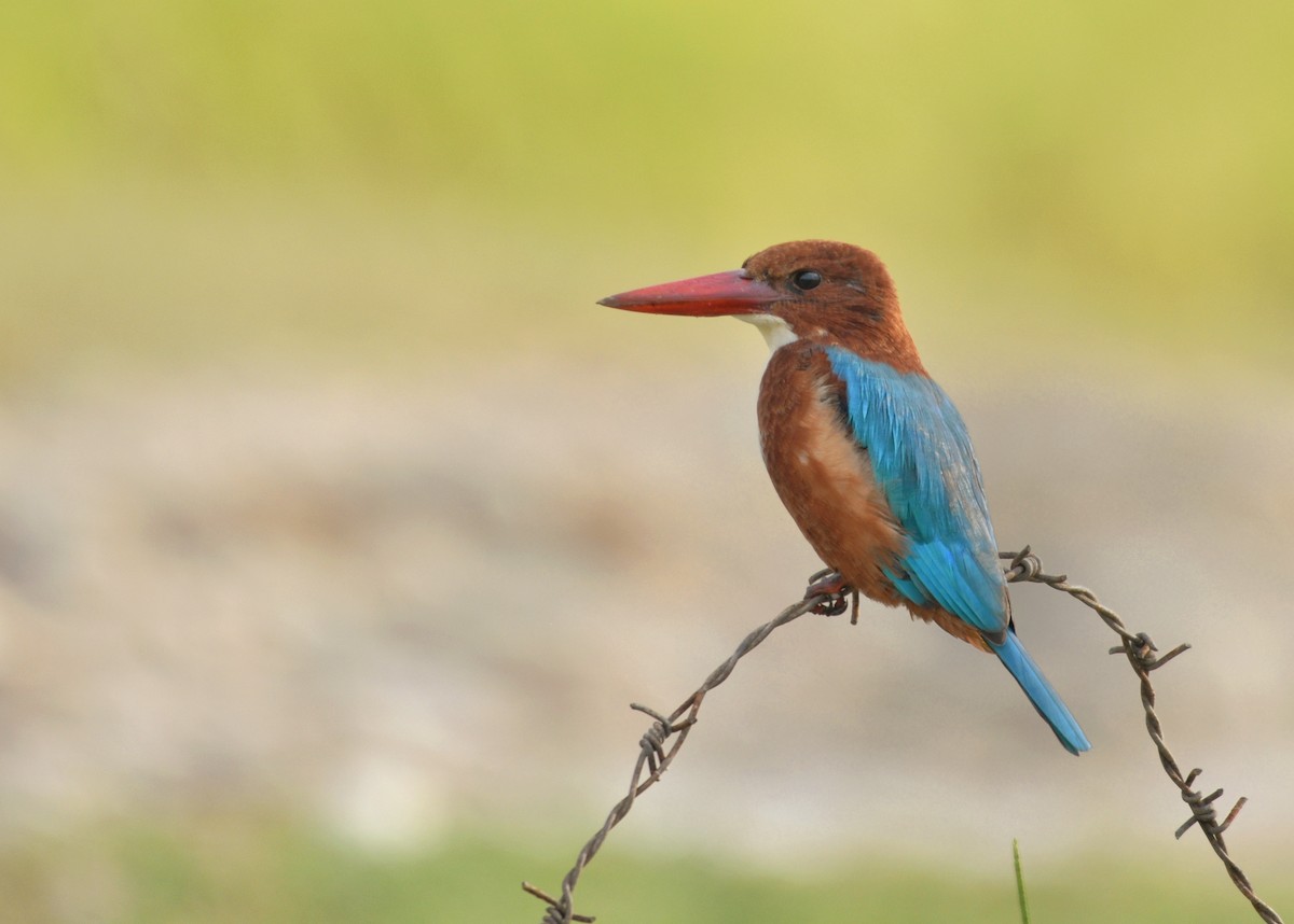 White-throated Kingfisher - ML382508671