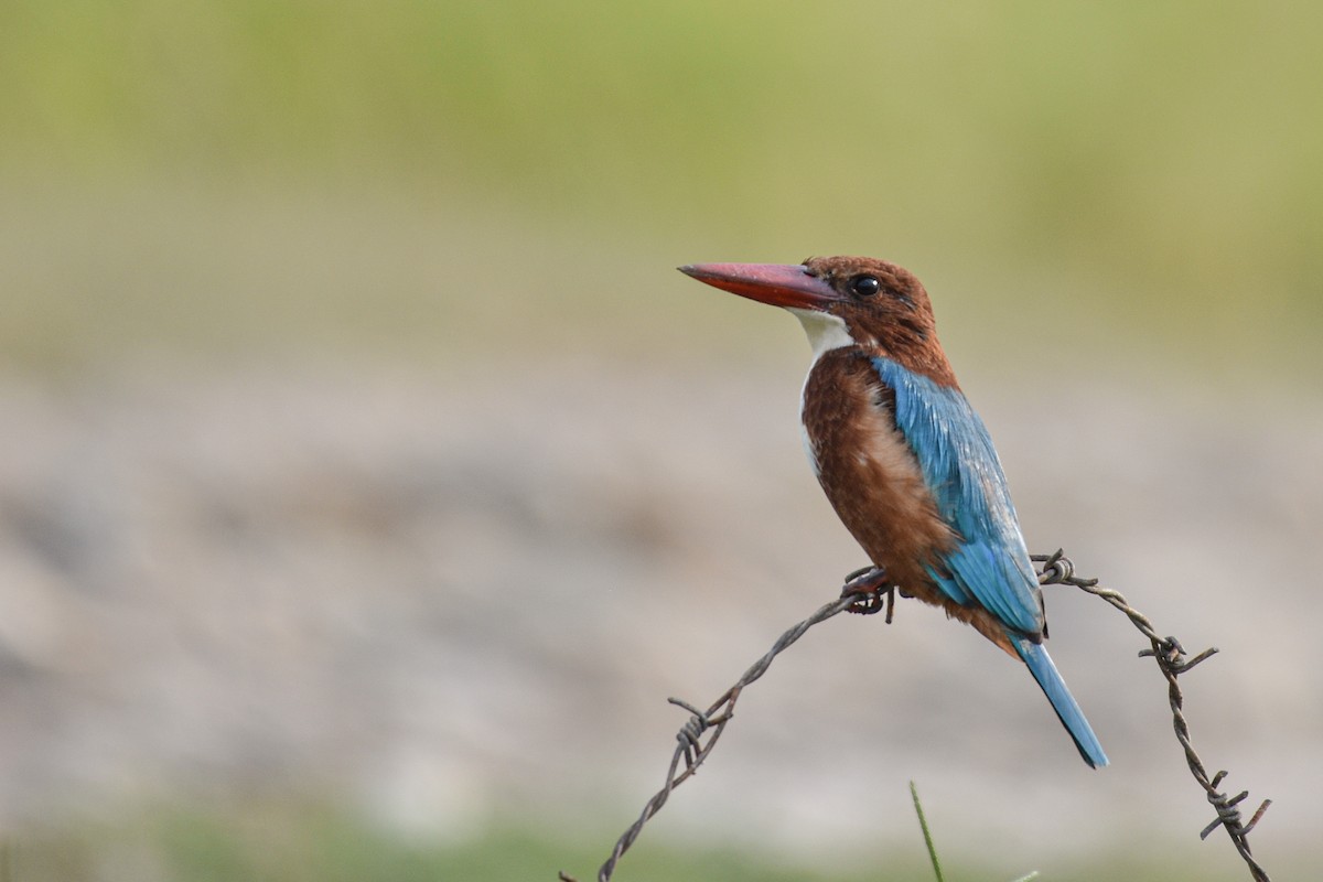 White-throated Kingfisher - ML382508681