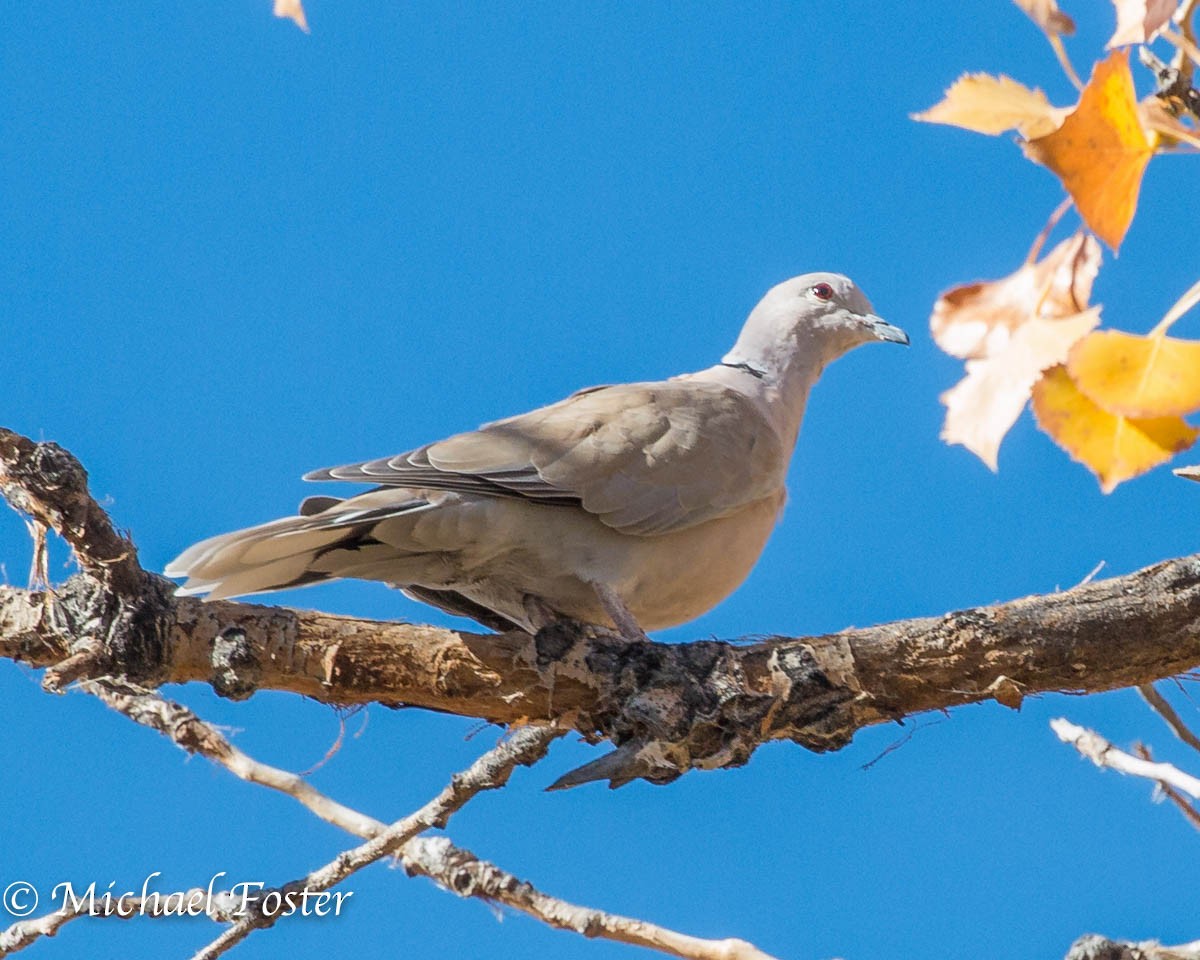 Eurasian Collared-Dove - ML38251071