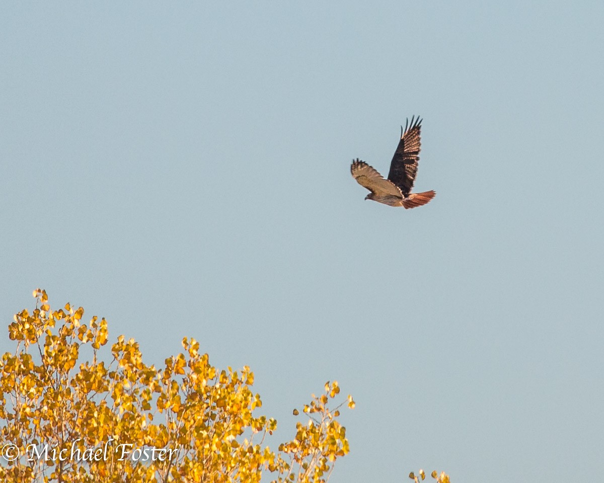 Rotschwanzbussard - ML38251381