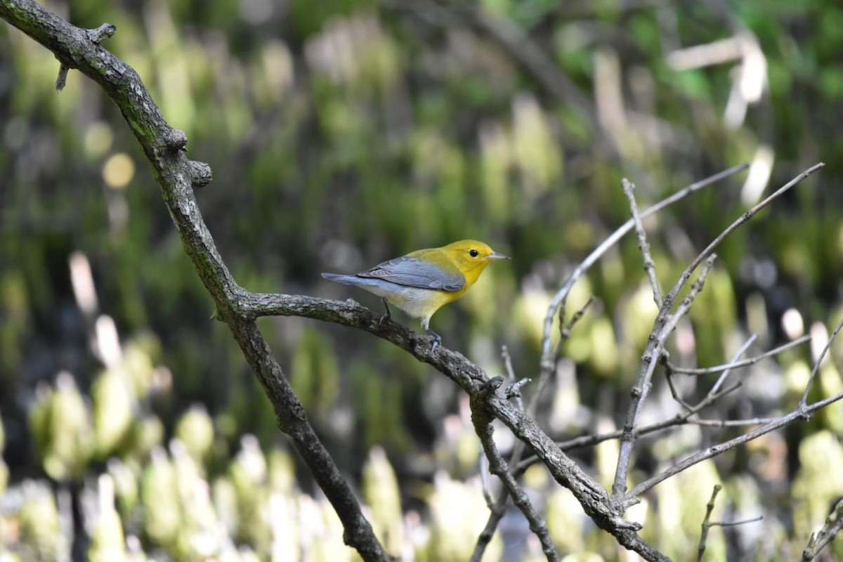 Prothonotary Warbler - ML382514011