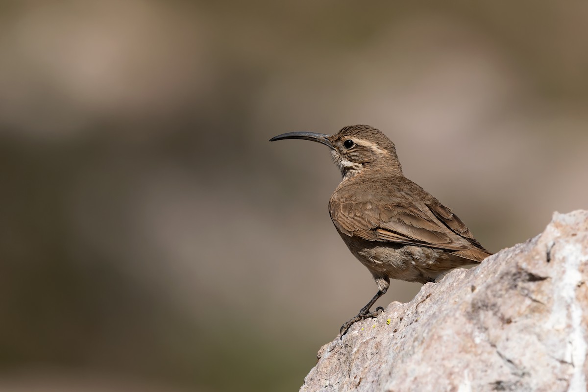 Scale-throated Earthcreeper - ML382515241