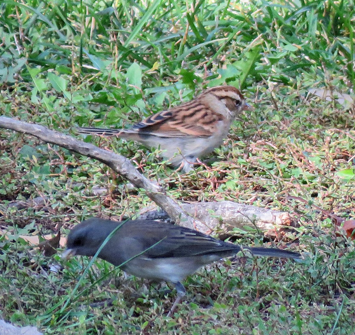 Chipping Sparrow - ML382515461