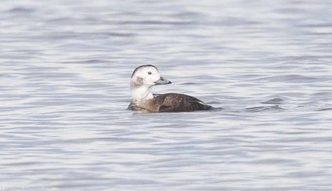 Long-tailed Duck - ML38251661