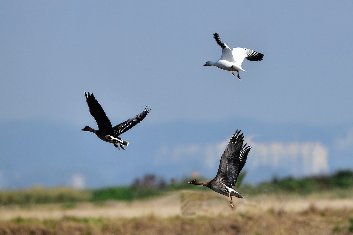 Snow Goose - ML382516951