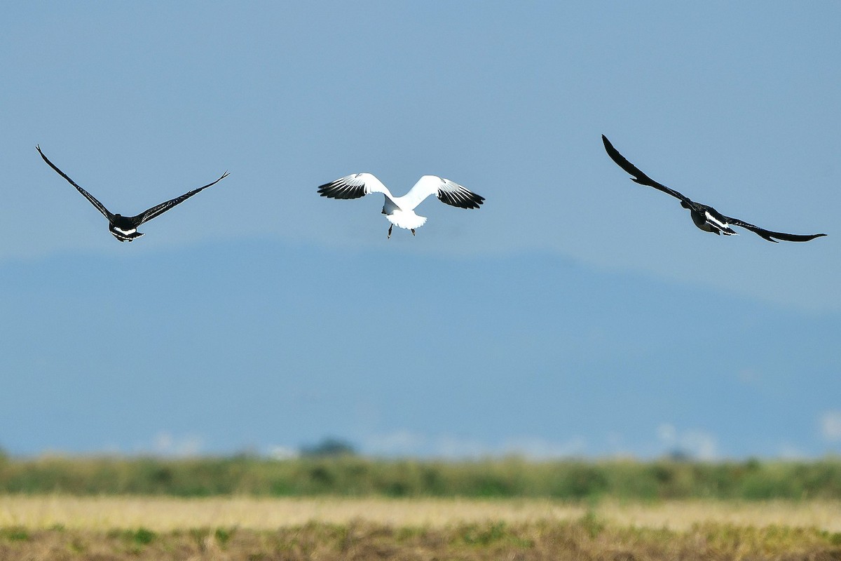 Snow Goose - ML382516961