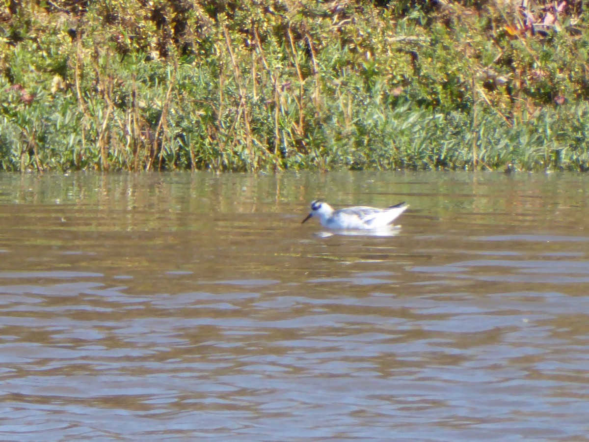 Red Phalarope - ML38251711