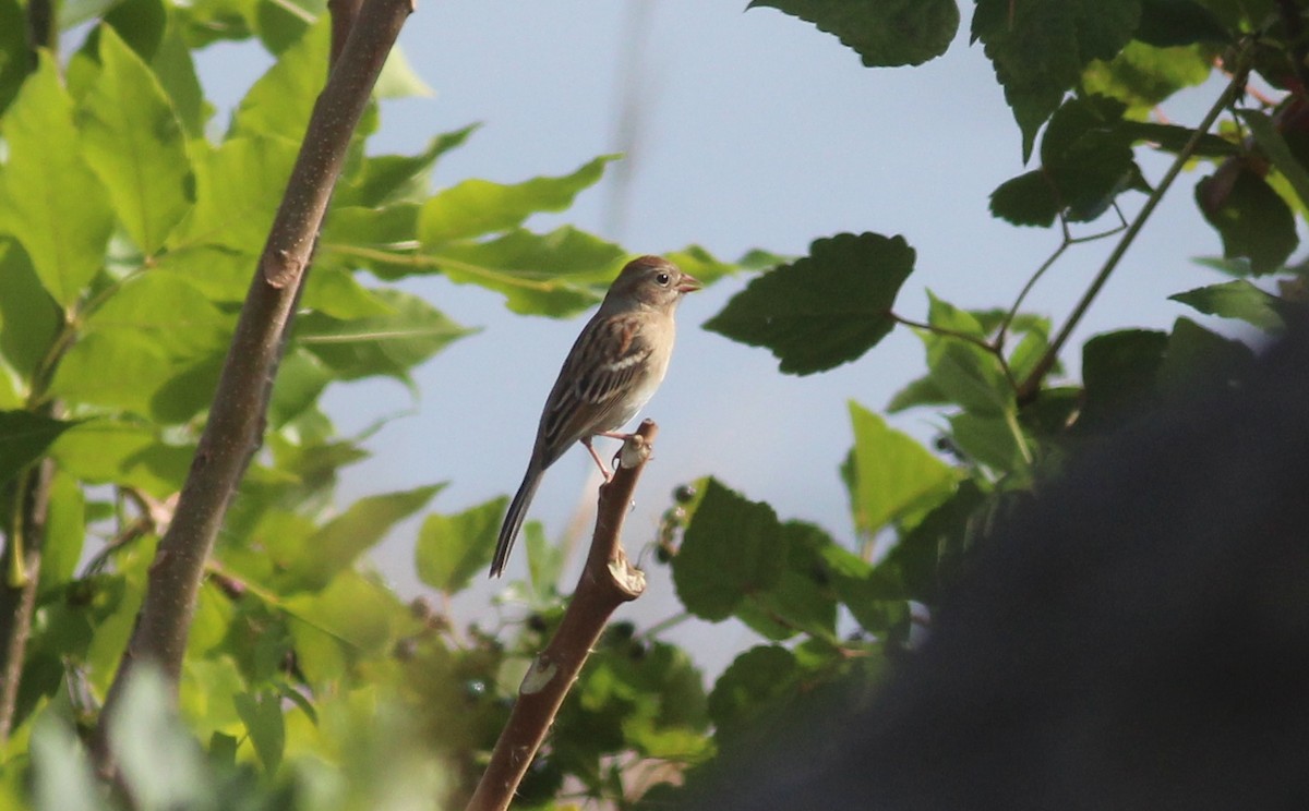 Field Sparrow - ML382517381