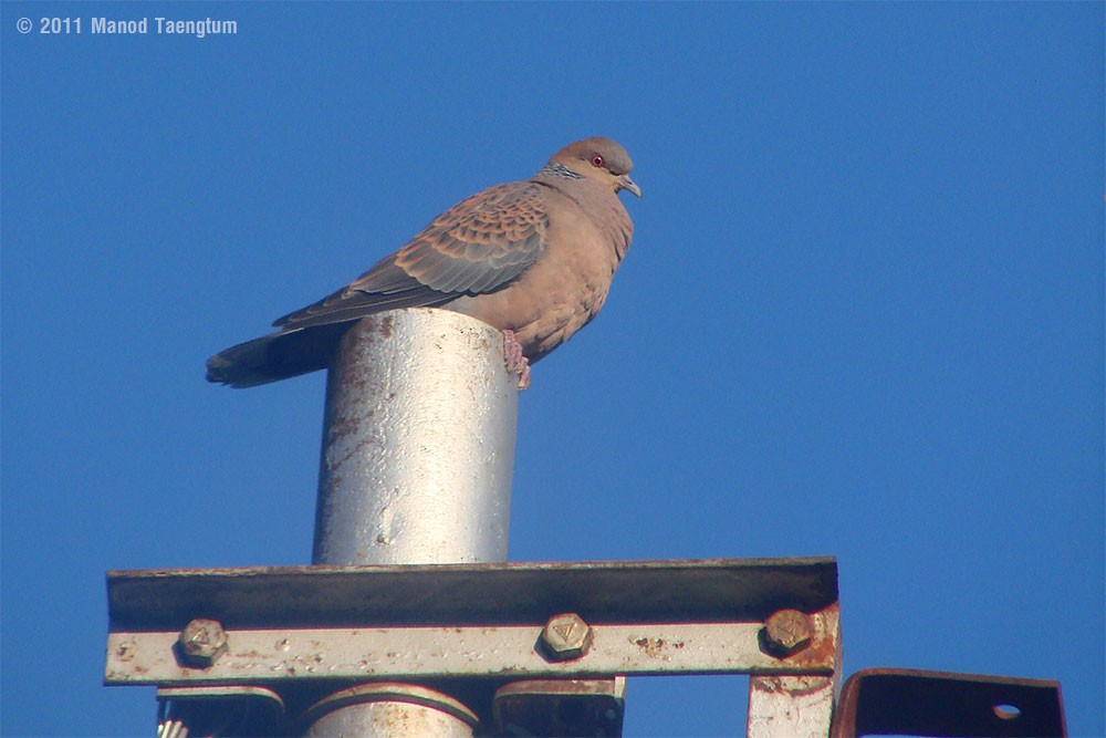 Oriental Turtle-Dove - ML382518451