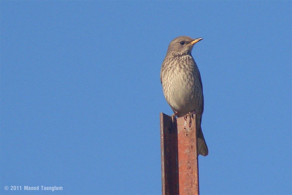 Black-throated Thrush - ML382518551