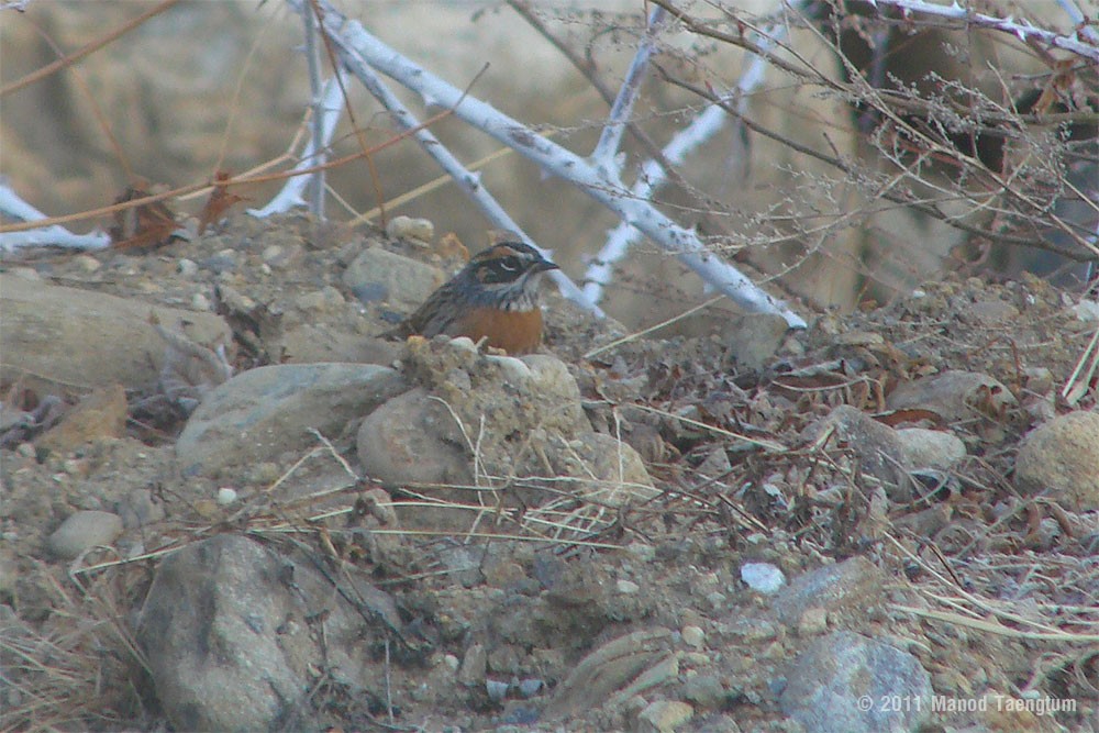 Rufous-breasted Accentor - ML382518581