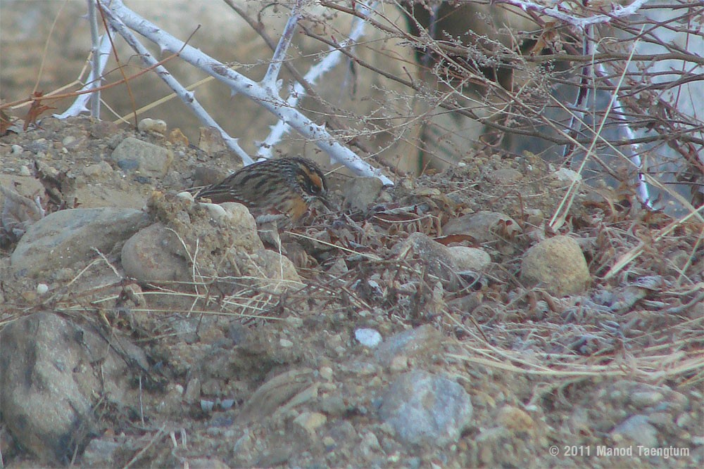 Rufous-breasted Accentor - ML382518601
