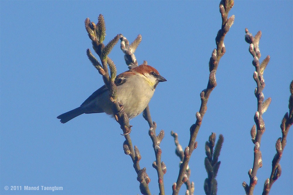 Russet Sparrow - ML382518661