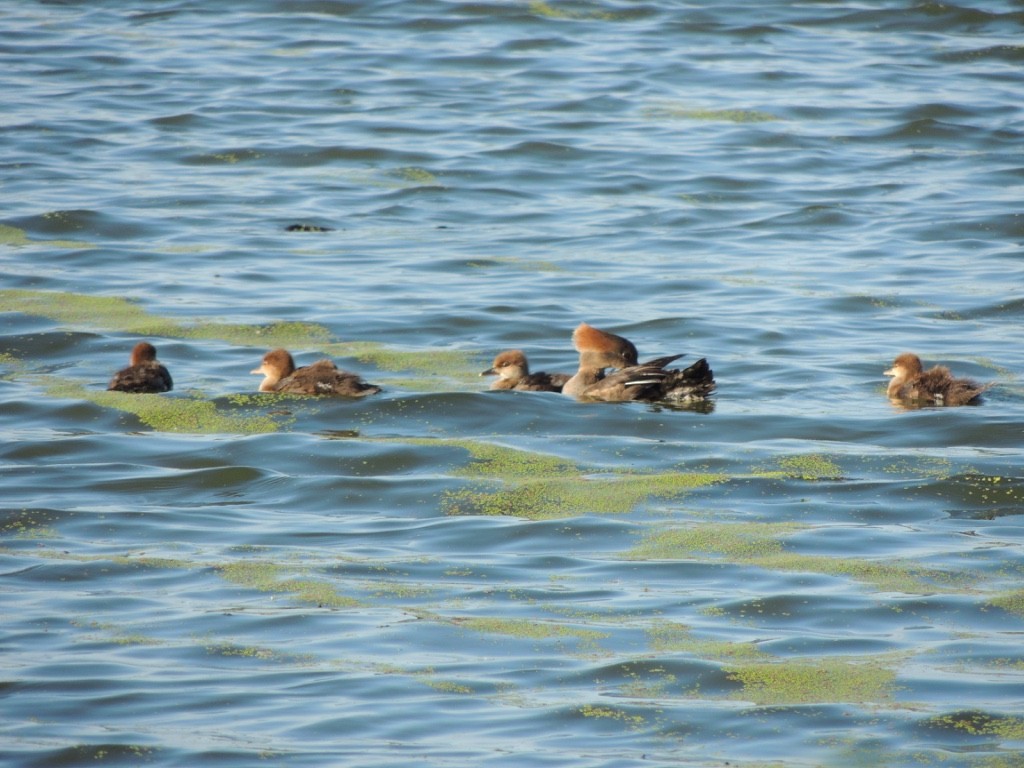 Hooded Merganser - Zev Doll-Schmitz