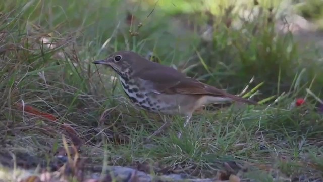 Hermit Thrush - ML382520471