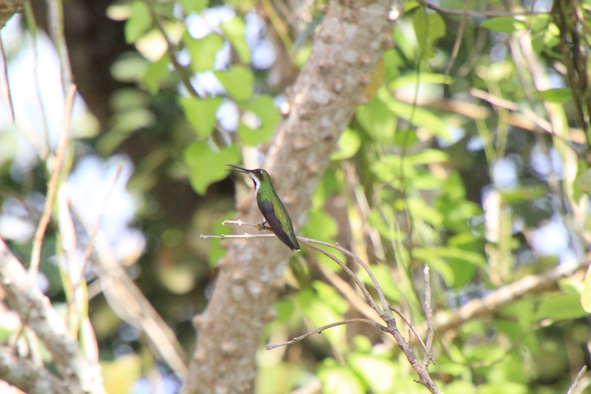 kolibřík tropický - ML38252211