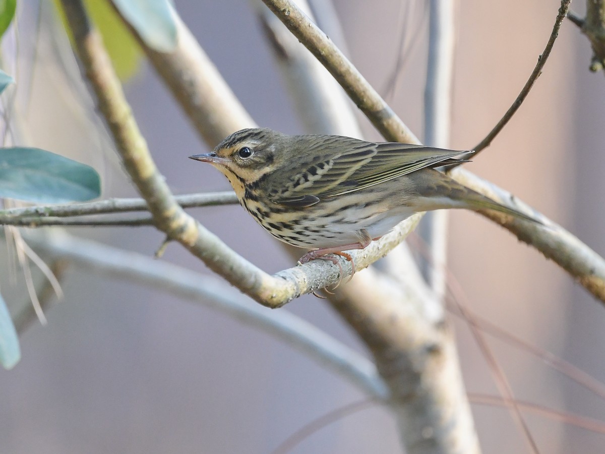 Olive-backed Pipit