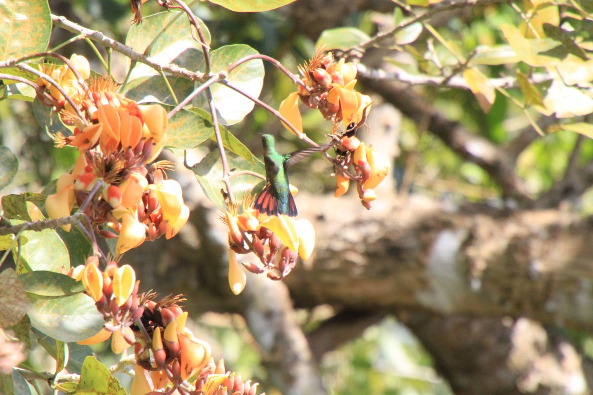 kolibřík tropický - ML38252471