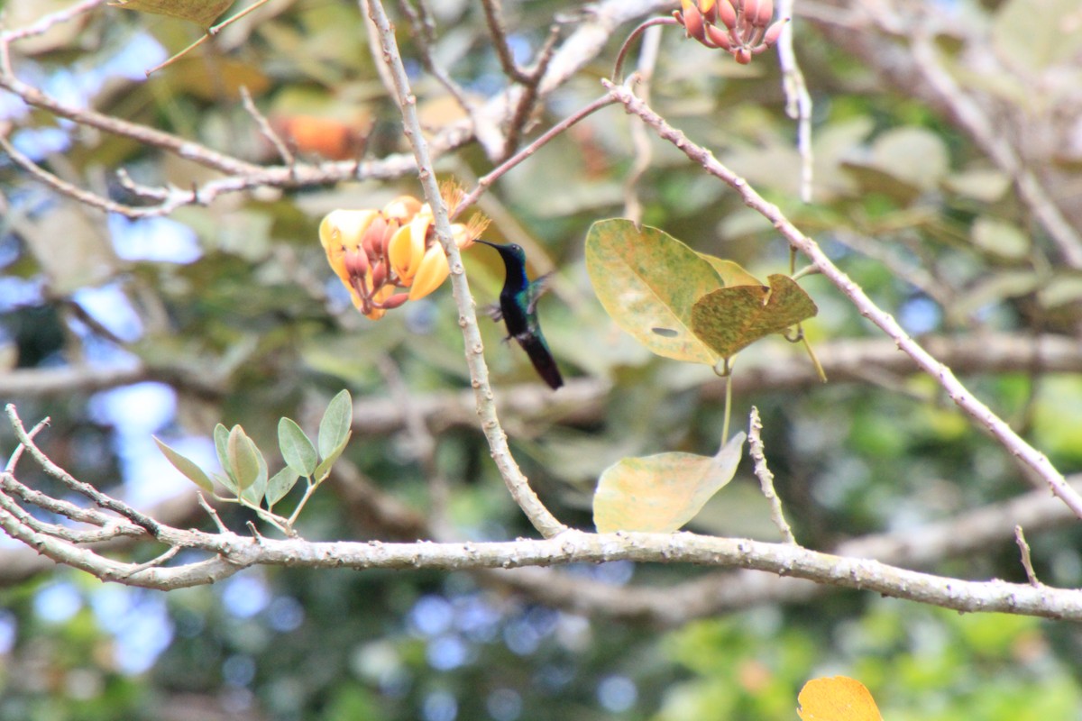 kolibřík tropický - ML38252491