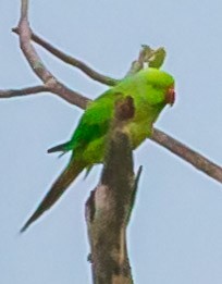 Yeşil Papağan - ML382527171