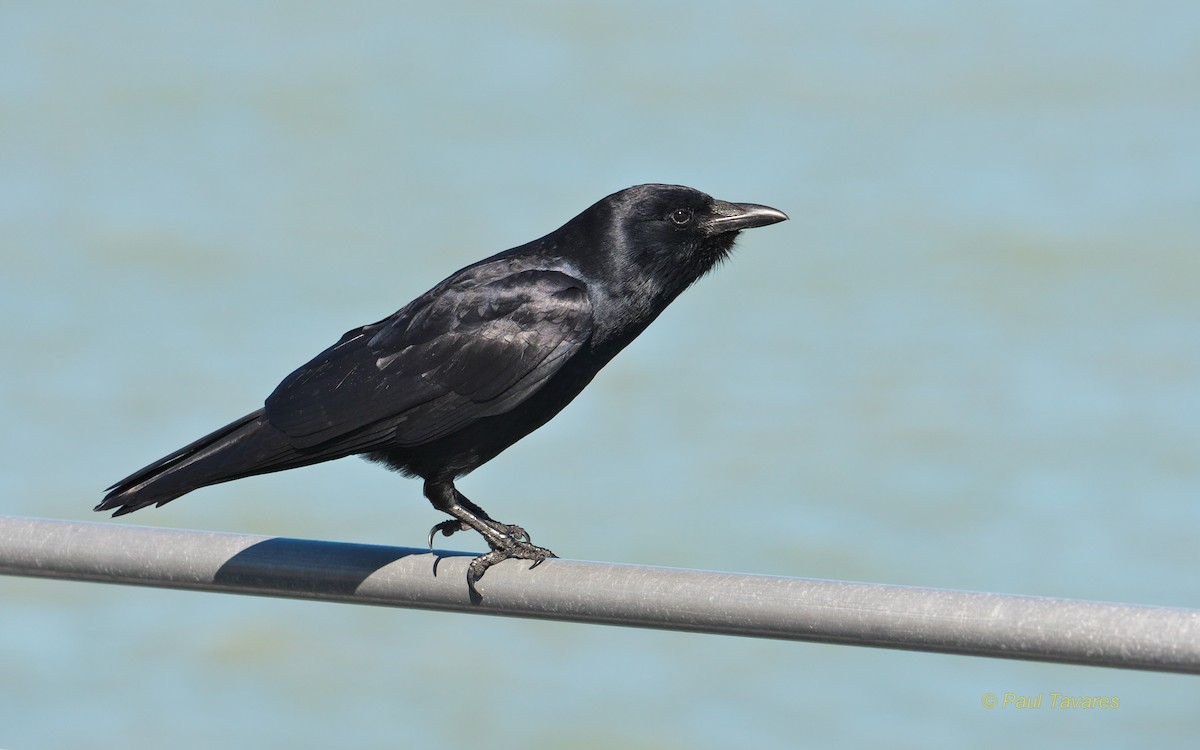 Fish Crow - Paul Tavares