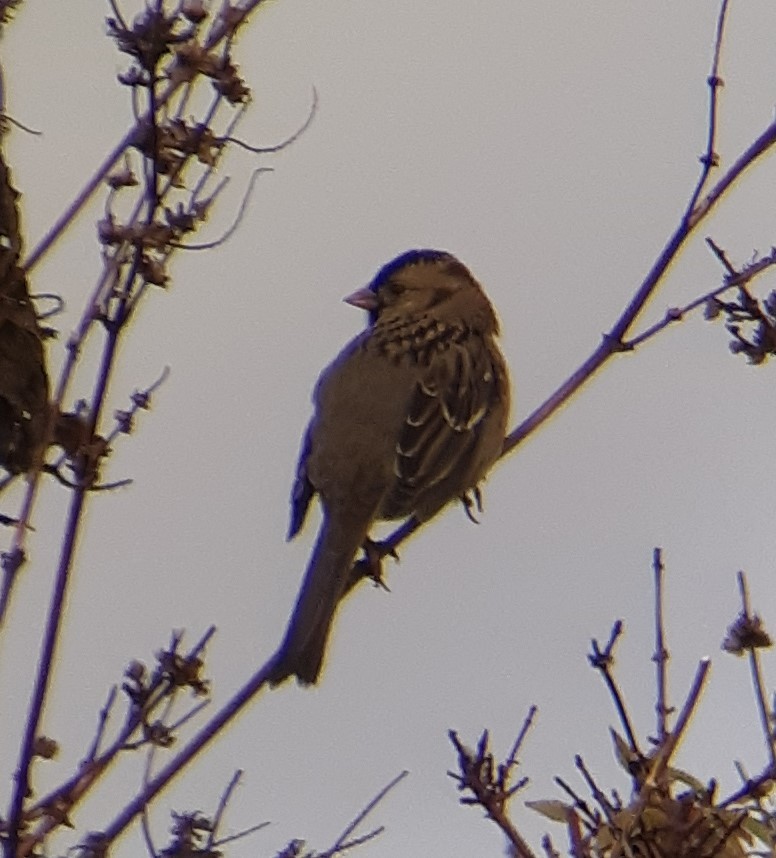 Harris's Sparrow - ML382528751