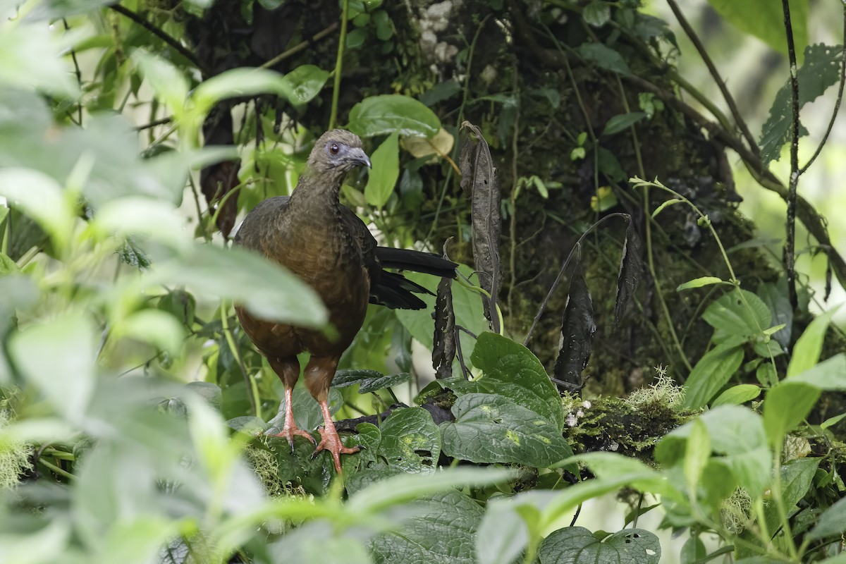 Sickle-winged Guan - Devon Bradley