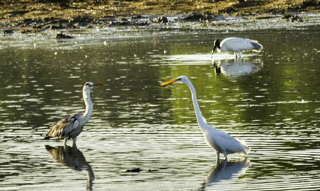 Gray Heron - ML382531741