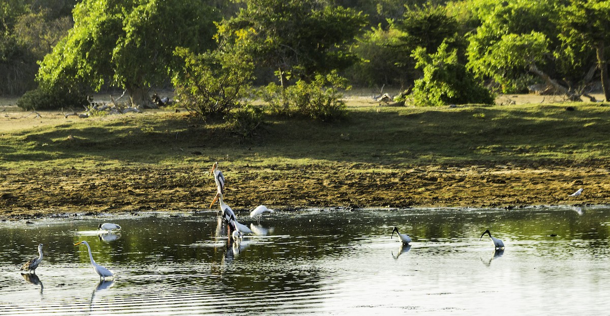 Gray Heron - ML382532321