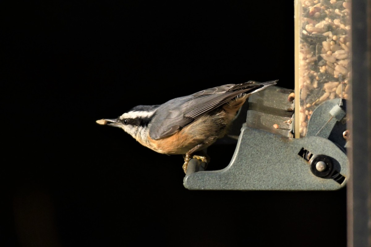Red-breasted Nuthatch - ML382532951