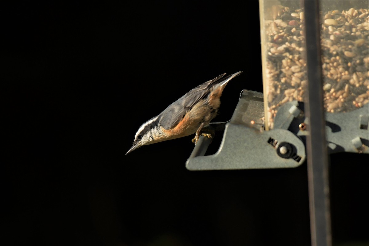 Red-breasted Nuthatch - ML382532961