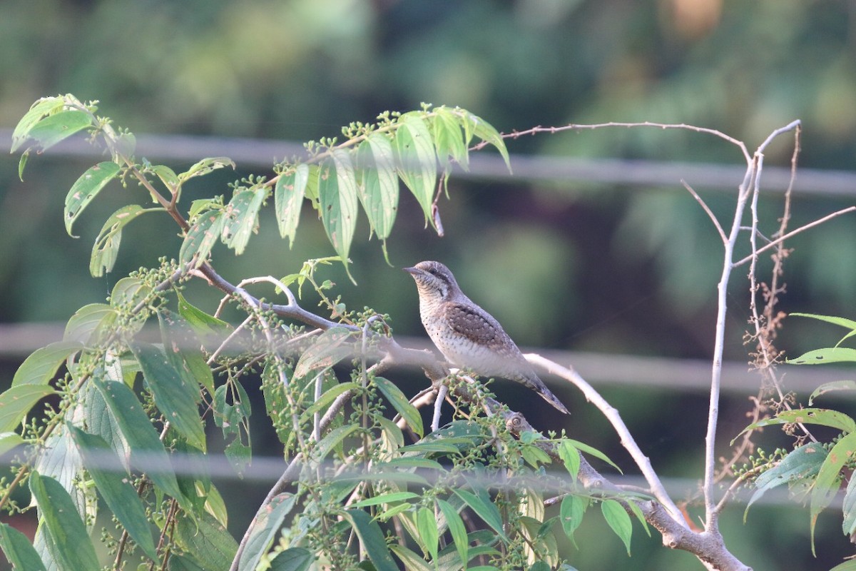 Eurasian Wryneck - ML382533091