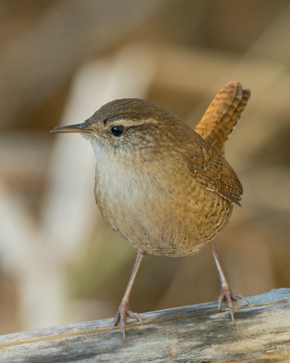 Eurasian Wren - ML382533971