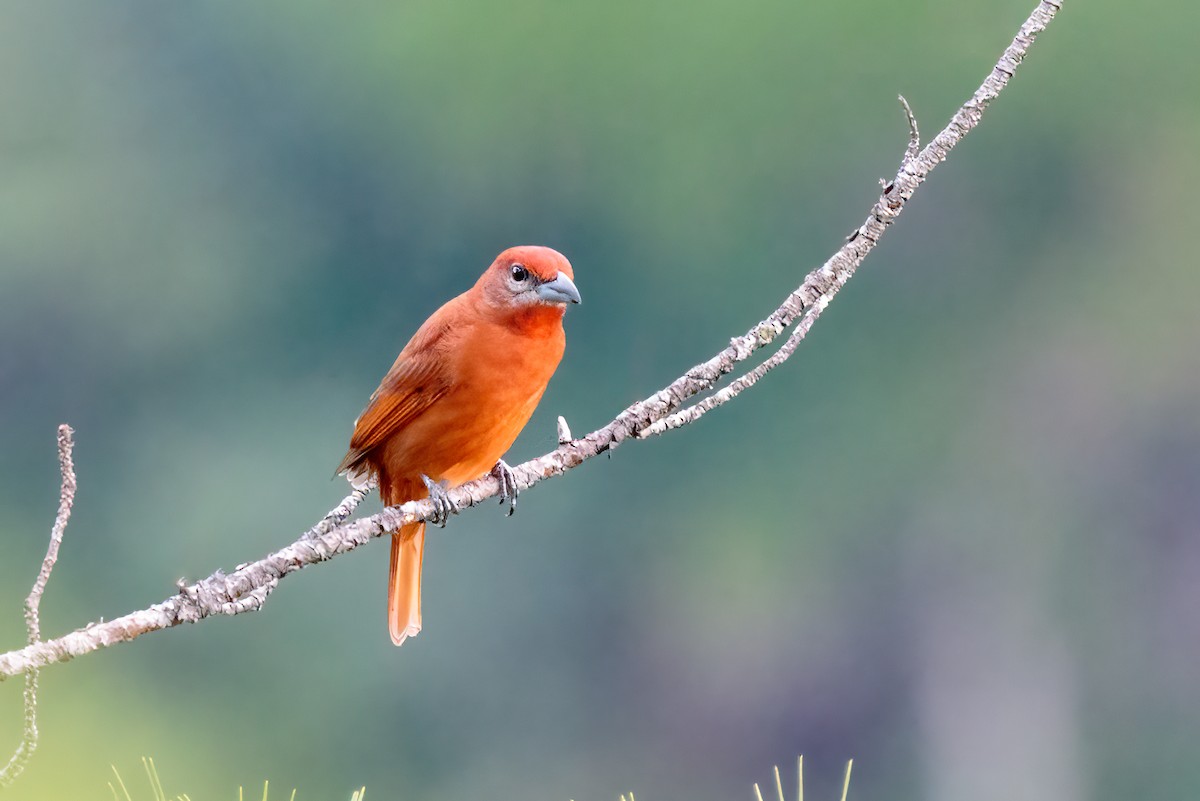 Hepatic Tanager - Hernan Riverol