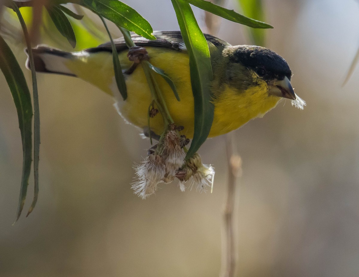 Lesser Goldfinch - Chris Tosdevin