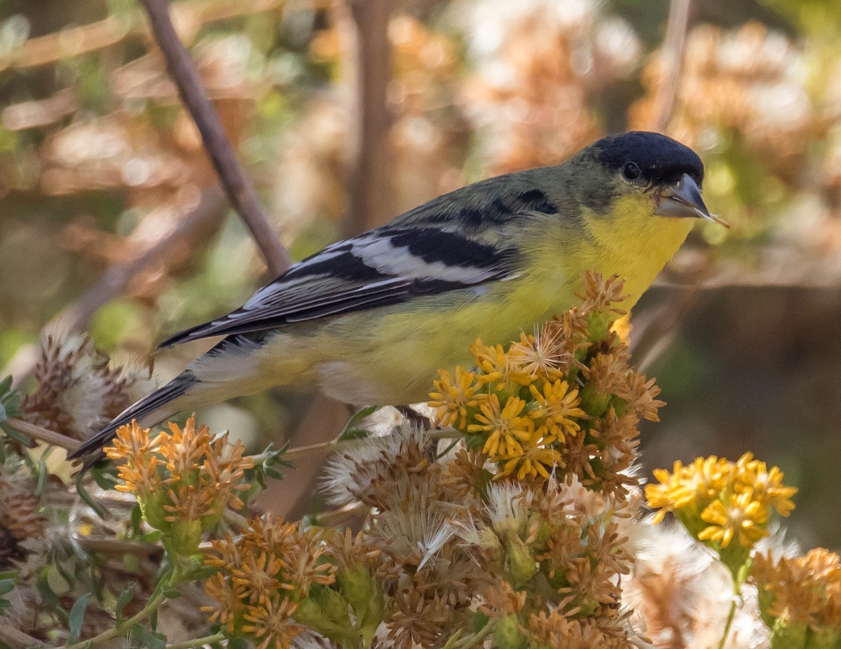 Lesser Goldfinch - Chris Tosdevin