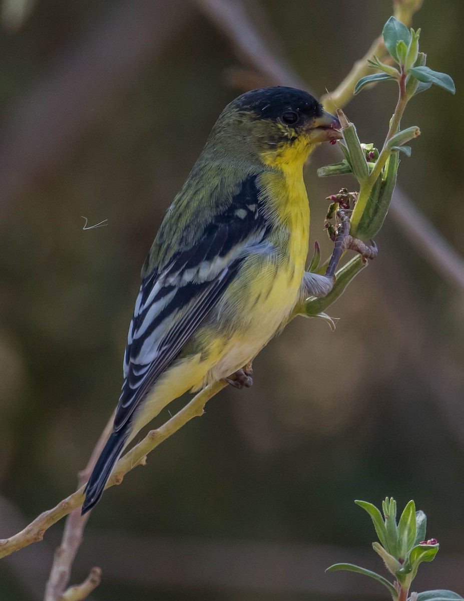 Lesser Goldfinch - Chris Tosdevin