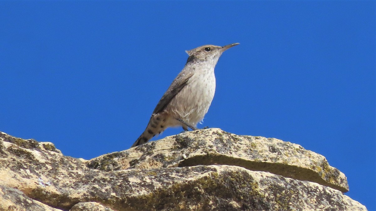 Rock Wren - ML382535891