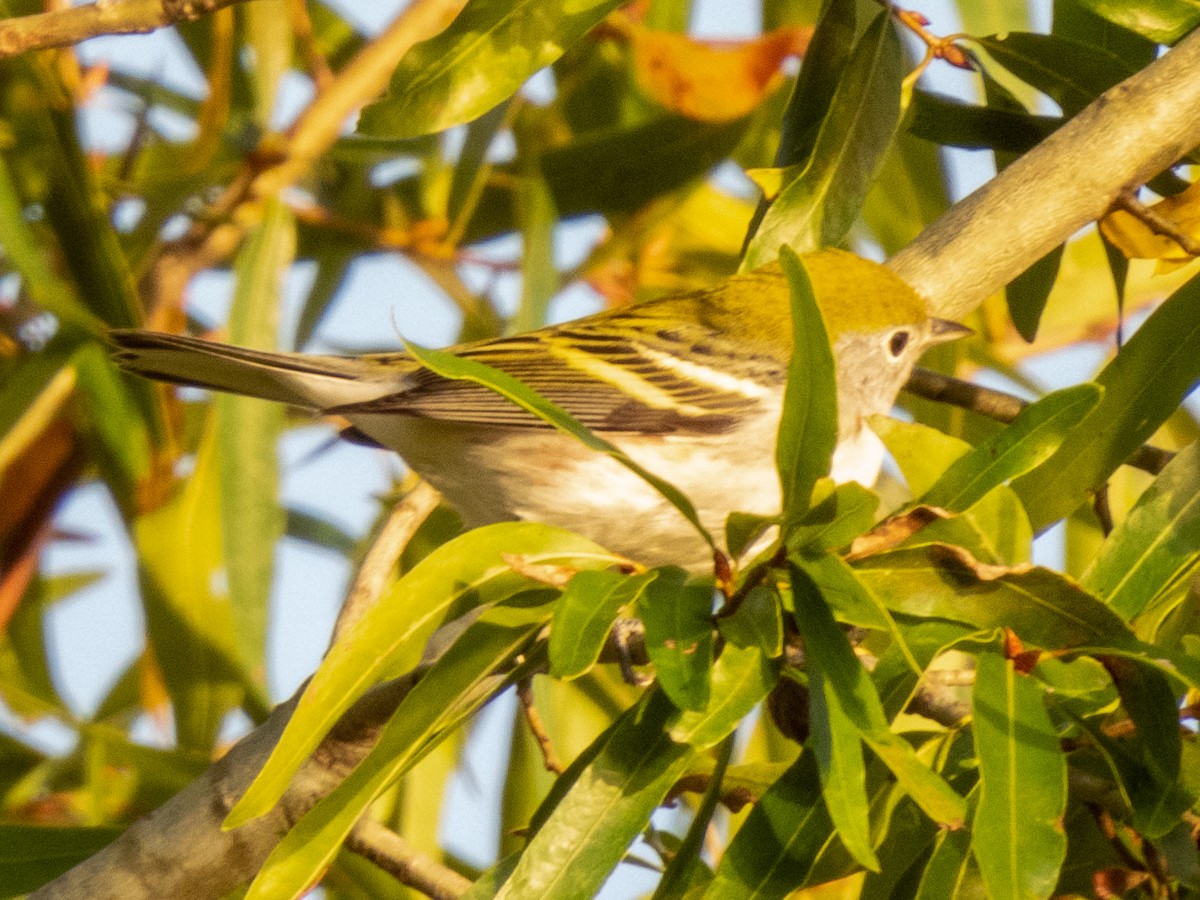 Chestnut-sided Warbler - ML382538711