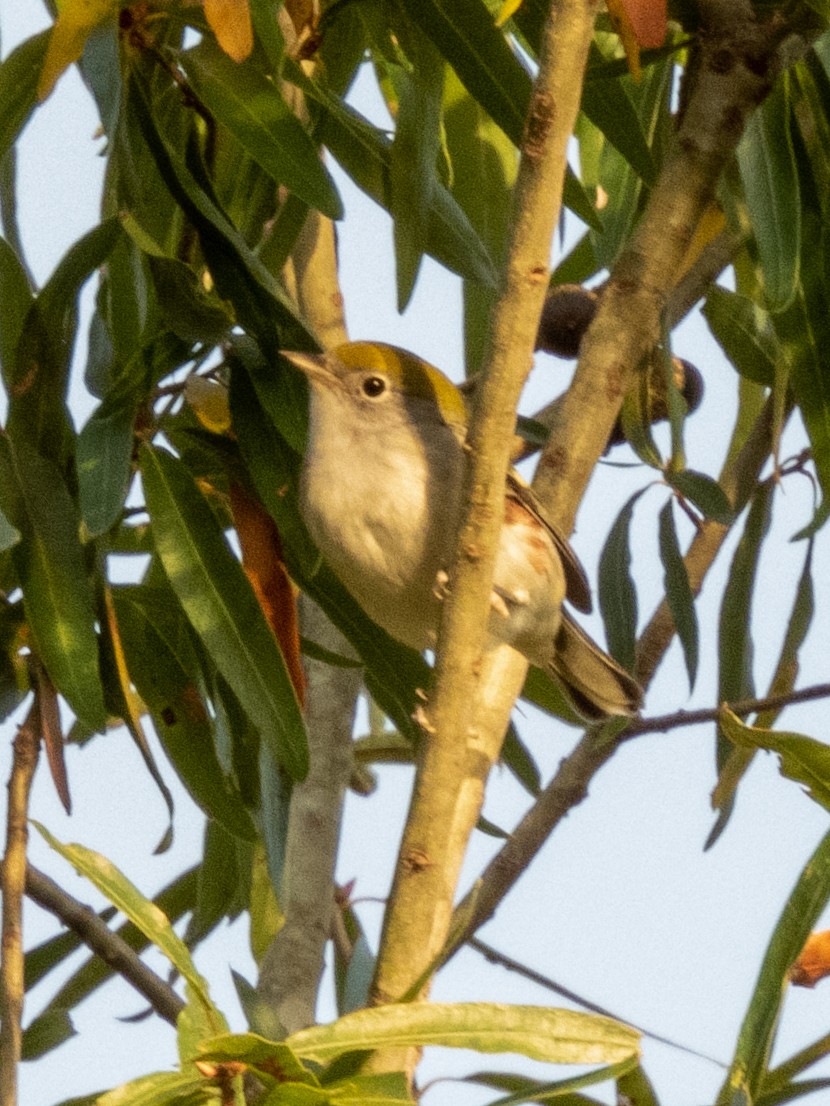 Chestnut-sided Warbler - ML382538721