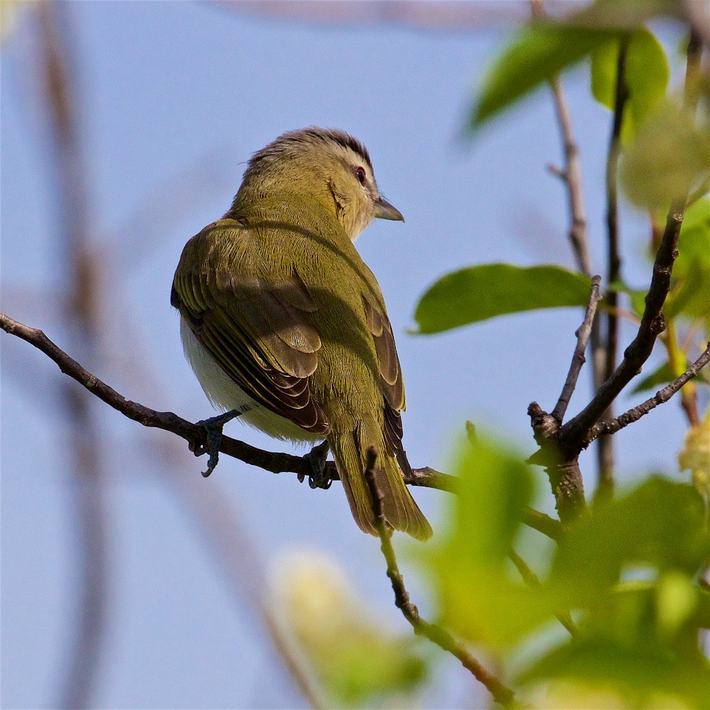 Red-eyed Vireo - ML382538781