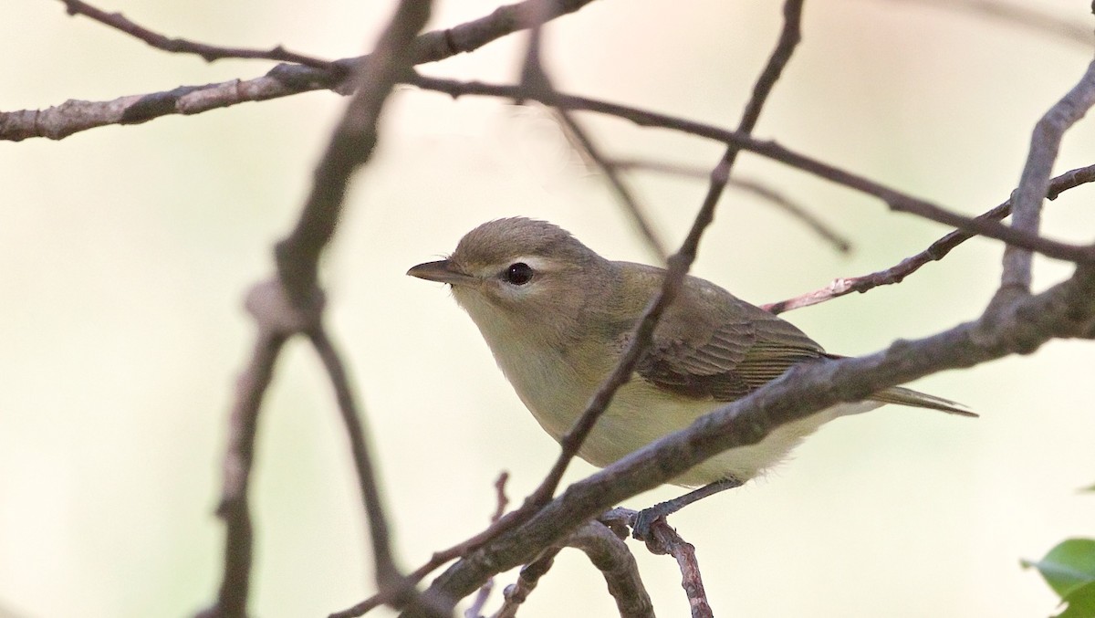 Warbling Vireo - ML382538821