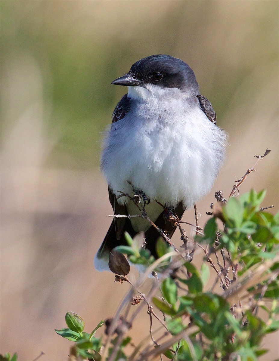 Eastern Kingbird - ML382538871