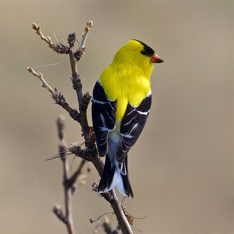 American Goldfinch - ML382539091