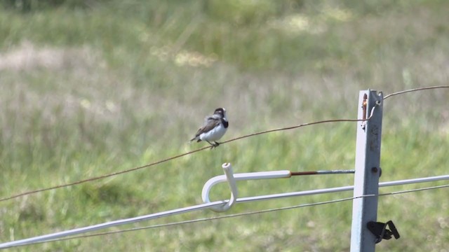 White-fronted Chat - ML382541021