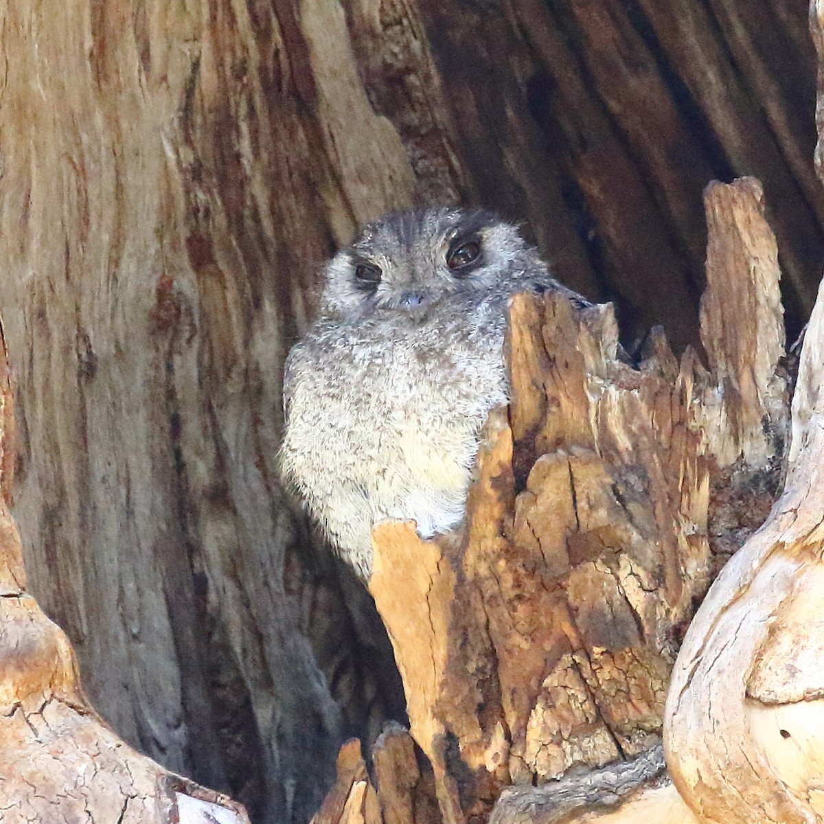 Australian Owlet-nightjar - ML382541411